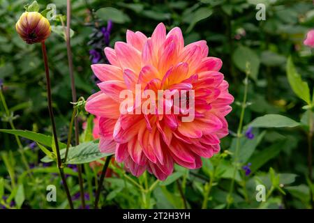 La rarità di Dahlia Ken Foto Stock