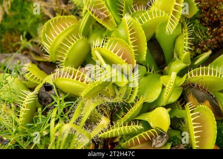 Drosera muscipula, Venus Flytrap Foto Stock