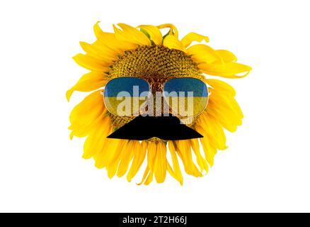 Girasole con baffi e occhiali sotto forma di bandiera dell'Ucraina (primo piano), isolato su sfondo bianco. Il più grande produttore di olio vegetale Foto Stock