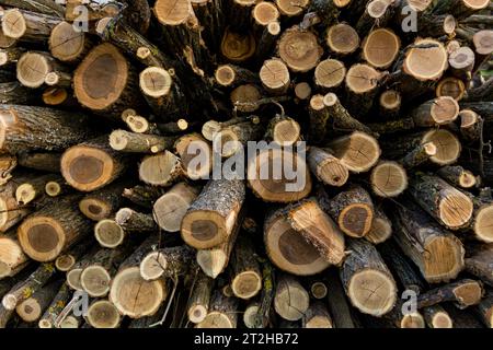 Splendido sfondo di tronchi rotondi impilati, catturati con precisione. Concetto di fondo in legno naturale fatto di alberi tagliati Foto Stock