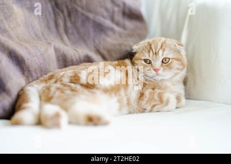 Gattino scozzese rosso che riposa su un divano in un soggiorno. Giovane gatto domestico che passa il tempo in casa. Foto Stock