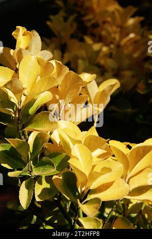 Primo piano delle foglie di un arbusto Euonymus japonicus (mandrino giapponese) in autunno Foto Stock