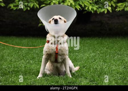 Adorabile cane Labrador Retriever con colletto elisabettiano seduto su prato verde all'aperto Foto Stock