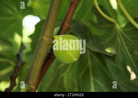 Fichi non maturi che crescono sull'albero in giardino, primo piano Foto Stock