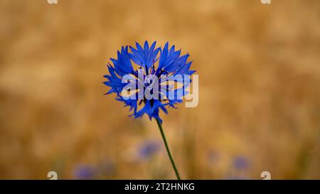 Bellissimo fiore di mais blu in un campo di grano. Messa a fuoco selettiva Foto Stock