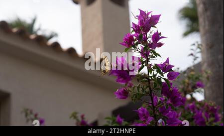 Farfalla seduta su una pianta viola di bouganville Foto Stock