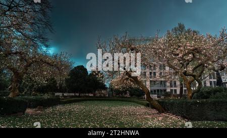 Gli alberi di Magnolia perdono i loro fiori in un bellissimo giardino durante una nuvola Foto Stock