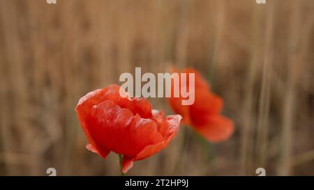 Bellissimo papavero di mais rosso in un campo di grano. Messa a fuoco selettiva Foto Stock