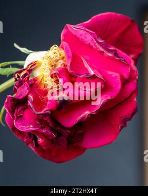 Fiore di rosa rosso, strisciante e arricciante, steli svelati quando metà dei petali sono caduti, sfondo grigio scuro Foto Stock