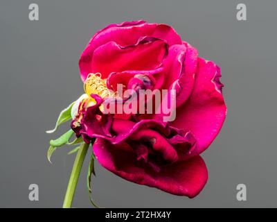 Fiore di rosa rosso, strisciante e arricciante, steli svelati quando metà dei petali sono caduti, sfondo grigio chiaro Foto Stock
