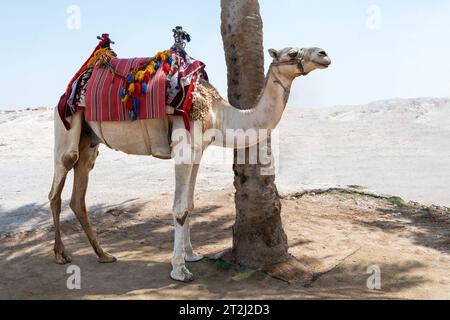 Cammello con sella colorata nel deserto della Giudea vicino al deserto della Giudea, Israele, vicino alla moschea di Nabi Musa. Foto Stock