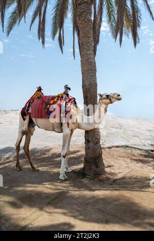 Cammello con sella colorata nel deserto della Giudea vicino al deserto della Giudea, Israele, vicino alla moschea di Nabi Musa. Foto Stock