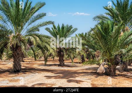 Fattoria di palme da dattero, phoenix dactylifera, nel deserto della Giudea, Israele. Una fonte fondamentale di cibo, riparo e ombra per migliaia di anni, ed è diventata un Foto Stock