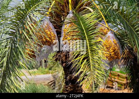 Primo piano della palma da dattero, phoenix dactylifera, nel deserto della Giudea, Israele. Una fonte fondamentale di cibo, riparo e ombra per migliaia di anni, e b Foto Stock