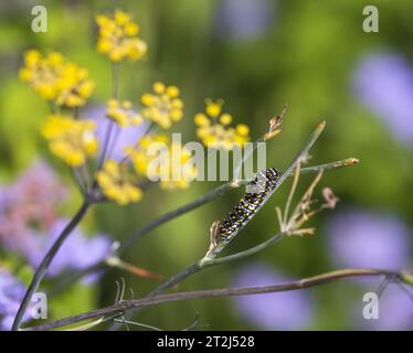 Farfalla a coda di rondine nera (Papilio polyxenes) alimentazione di bruco su finocchio pianta. Terzo stadio di instar. Fioriture di finocchio giallo e flusso di giardino viola Foto Stock