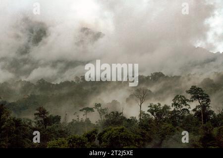 Foresta pluviale di pianura ai piedi del monte Tangkoko, un habitat protetto per molte specie, tra cui il macaco endemico Sulawesi con cresta nera (Macaca nigra) a Bitung, Sulawesi settentrionale, Indonesia. Un recente rapporto di un team di scienziati guidato da Marine Joly rivela che la temperatura sta aumentando nella foresta di Tangkoko. "Tra il 2012 e il 2020, le temperature sono aumentate fino a 0,2 gradi Celsius all'anno nella foresta, e l'abbondanza complessiva di frutta è diminuita dell'1% all'anno", hanno scritto sull'International Journal of Primatology. 'ci sono prove in rapida crescita degli effetti negativi di... Foto Stock