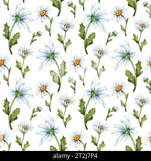 Margherite bianche patten isolate su sfondo bianco. Disegno ad acquerello a mano libera, illustrazione botanica. Ottimo motivo per cucinare, arredare la casa e riporre le postazioni Foto Stock