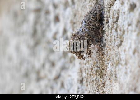 L'ingresso dell'alveare indiano senza pungiglione si trova su un muro. Tetragonula iridipennis, alveare dammar. Melittologia. Foto Stock