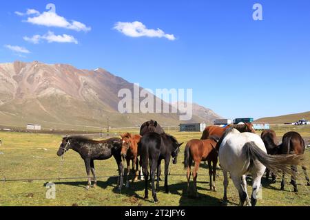 20 agosto 2023 - Kirghizistan in Asia centrale: Gente che munge il mare per ottenere latte per i kumis al passo Ala-bel Foto Stock