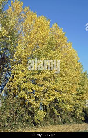 Fogliame autunnale, le foglie dorate dei pioppi sullo sfondo di un cielo azzurro, Populus nigra, Salicaceae Foto Stock