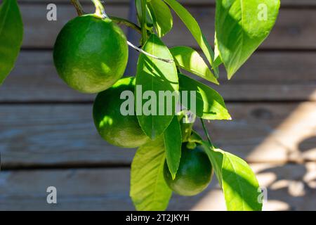 Vista ravvicinata astratta di tre limoni che iniziano a maturare sul ramo di un limone Meyer all'aperto in vaso Foto Stock