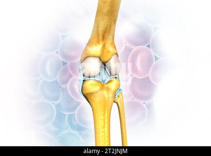 anatomia articolare del ginocchio su sfondo medico. rendering 3d. Foto Stock