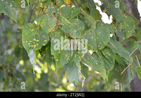 Malattie dell'albero di tiglio. Le malattie della macchia di foglie degli alberi di tiglio possono essere causate da molti funghi diversi. Questi includono un fungo antracnoso e la foglia sp Foto Stock