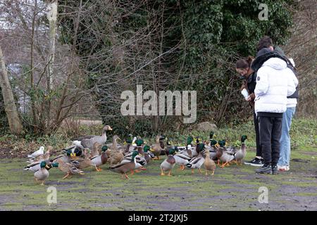 Mallard (Anas platyrhynchos) Norfolk gennaio 2023 Foto Stock