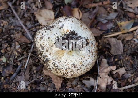 Palle di zucca veleno di pelle di suino che crescono alle basi degli alberi a Wimbledon Common, nel sud-ovest di Londra, in un caldo pomeriggio di settembre, Regno Unito Foto Stock