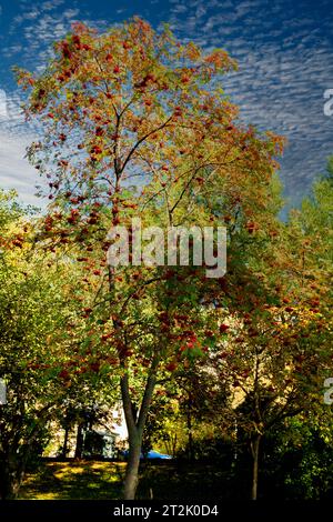 Foto macro di ribes rosso stagionato dai giardini di Mosca. Foto Stock