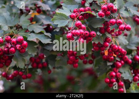 Foto macro di ribes rosso stagionato dai giardini di Mosca. Foto Stock