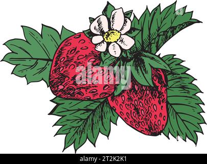 Schizzo di fragole disegnato a mano. Composizione con fragole, foglie e fiori. Design per imballaggi, inviti, cartoline, prodotti biologici Illustrazione Vettoriale