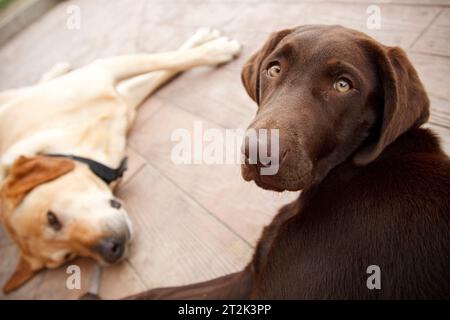 Un Labrador marrone guarda la macchina fotografica mentre un Labrador giallo si stende sullo sfondo dopo una giornata di nuoto in un lago del Montana. Foto Stock