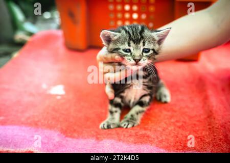 Il piccolo gattino appena nato si imbarca con cautela nella sua prima avventura. Questi gattini, lasciati alle spalle, desiderano una casa sicura e amorevole Foto Stock