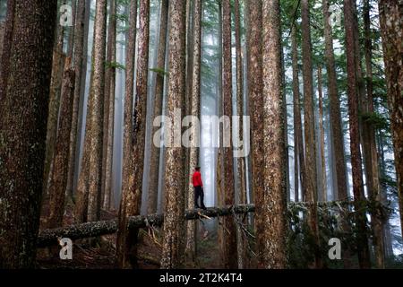 Un giovane si bilancia su un ceppo in una foresta nebbiosa. Foto Stock