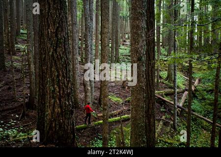 Un giovane si bilancia su un ceppo in una foresta nebbiosa. Foto Stock