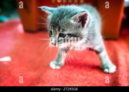 Il primo gattino appena nato nel mondo. Questi gattini abbandonati sono alla ricerca di una casa amorevole e eterna Foto Stock