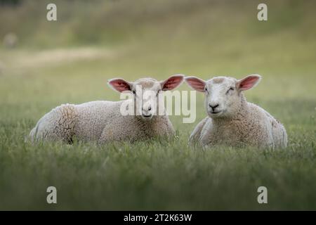 due pecore sono sdraiate in un campo sull'erba alta verde Foto Stock