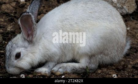 Un adorabile coniglio è nel suo territorio Foto Stock