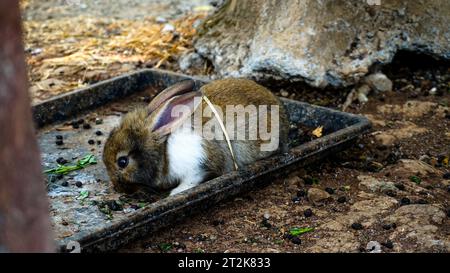 Un adorabile coniglio è nel suo territorio Foto Stock