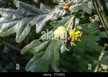 Quercia inglese, Quercus robur, ghianda normale e ghianda parassiti da una vespa, Andricus quercuscalicis, causando Knopper Oak Gall Foto Stock