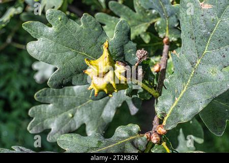 English Oak, Quercus robur, ghianda parassita da una vespa, Andricus quercuscalicis, che causa Knopper Oak Gall Foto Stock