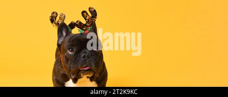 Cane bulldog francese di Natale, grazioso e accattivante, isolato su sfondo giallo con spazio per la copia Foto Stock