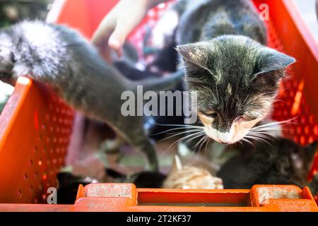 Mamma, e i gattini vengono gettati per difendersi per strada. Foto Stock