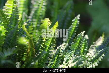 Alpine Water Fern, blechnum penna-marina Foto Stock