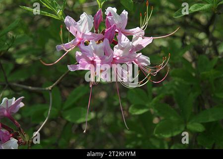 Primo piano della fioritura di Azalea in Virginia, USA Foto Stock