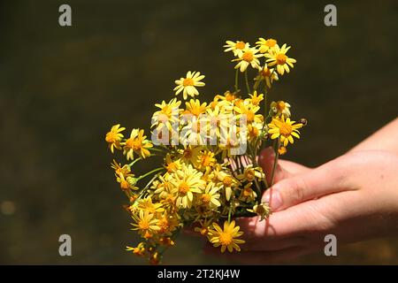 Virginia, USA. Ragazza con un piccolo bouquet di ragwort d'oro (Packera aurea). Foto Stock