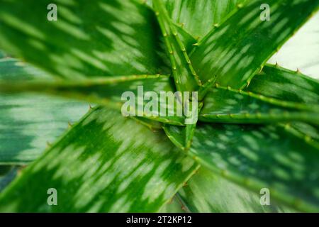 Soap Aloe aka African Aloe aka Zebra Aloe aka Aloe Aloe Aloe Aloe saponaria Close Up Foto Stock