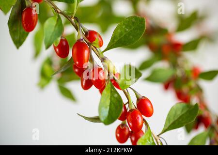 Ramo con bacca di goji rossa matura su sfondo grigio astratto Foto Stock