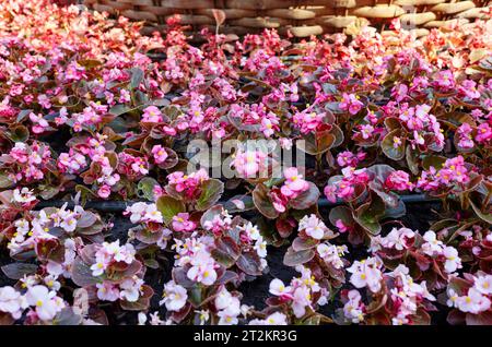 Una bella begonia fiorita che cresce nel giardino cittadino. Concetto di piantagione e giardinaggio. Lussureggianti e colorati fiori da giardino nel parco cittadino. Selectiv Foto Stock